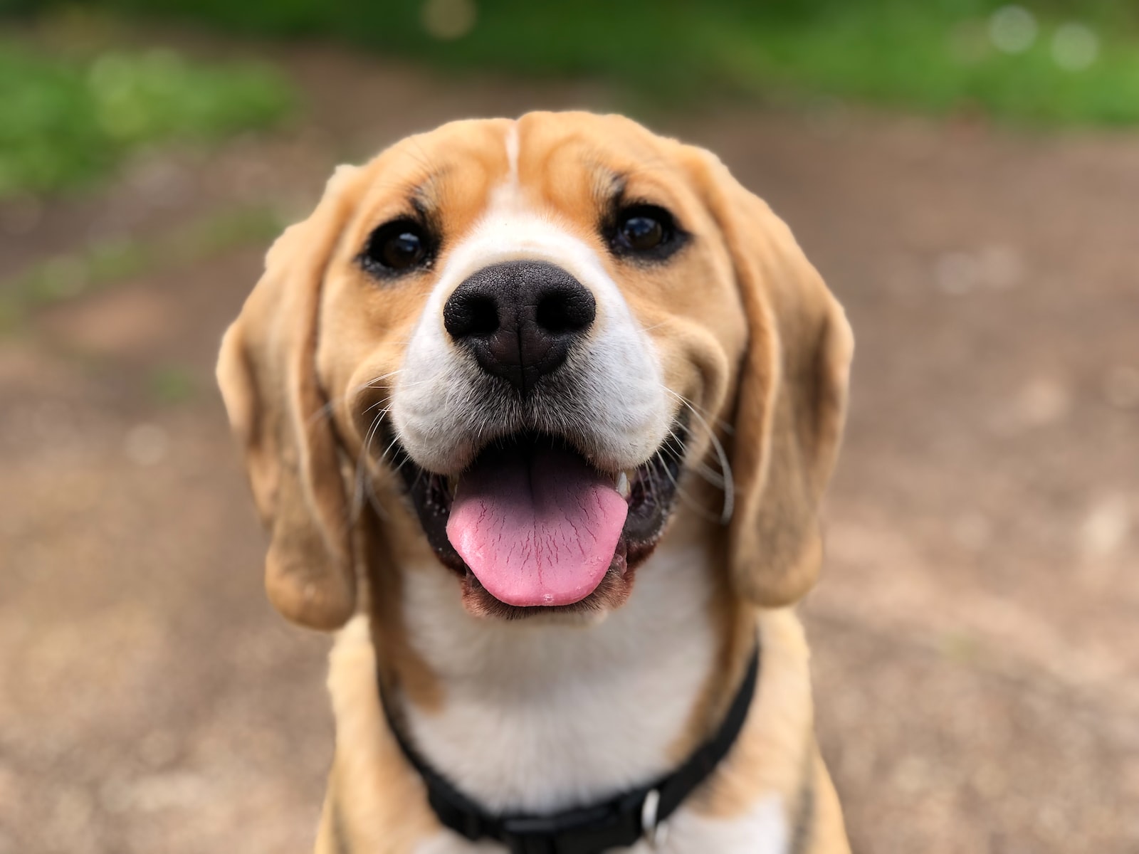 כל מה שרציתם לדעת על טיפול הידרותרפיה לכלבים
