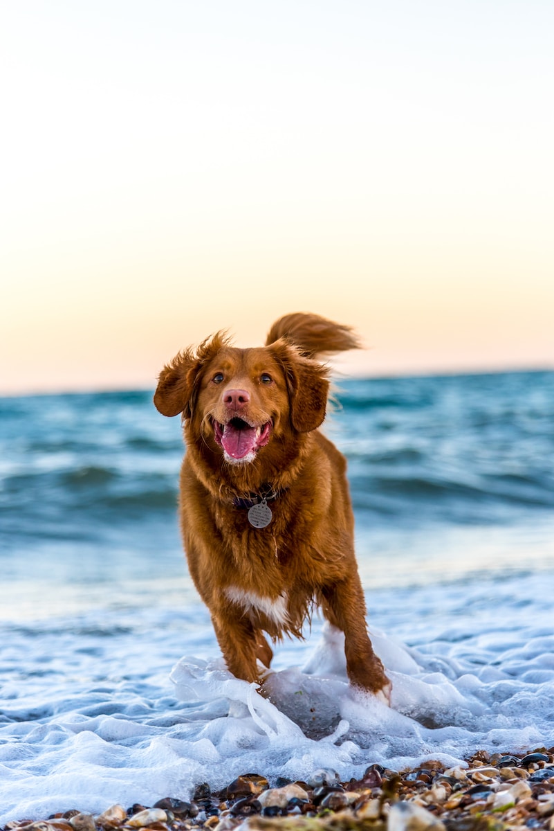 אילוף כלבים המגמה החדשה: הפוקוס על חיוביות וחיזוק מוחשי