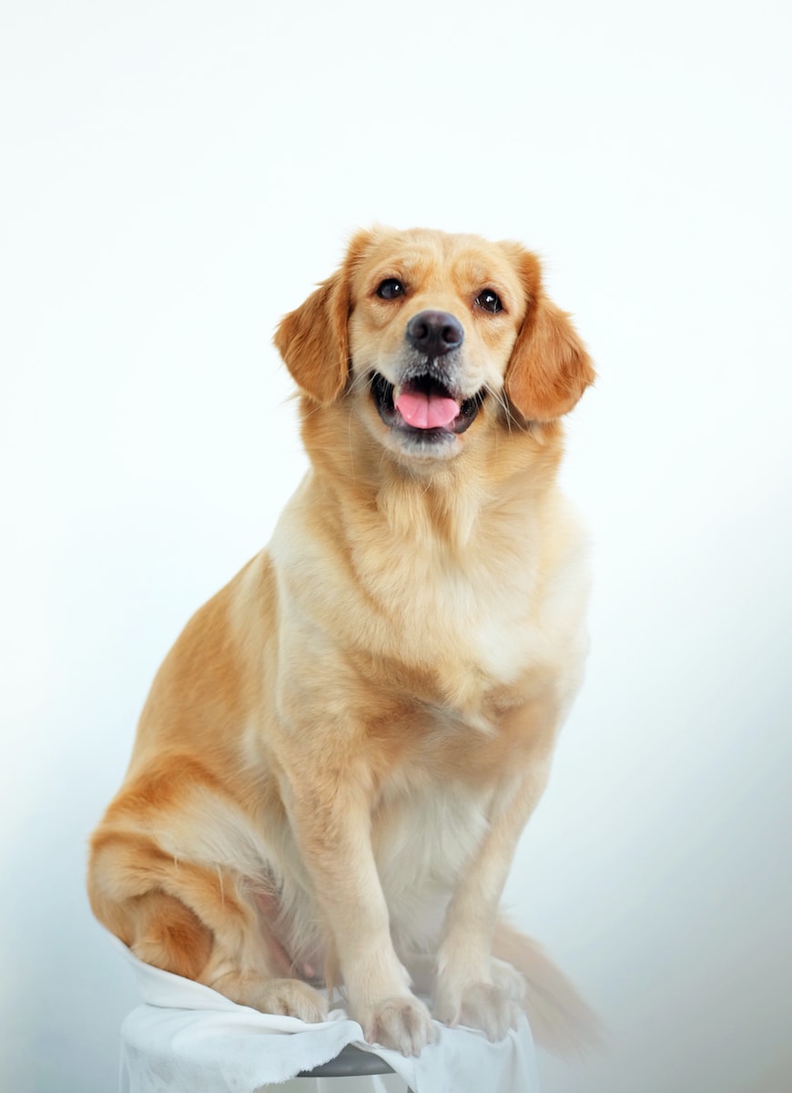 ריפוי באמצעות מים- טיפולי הידרותרפיה לכלבים