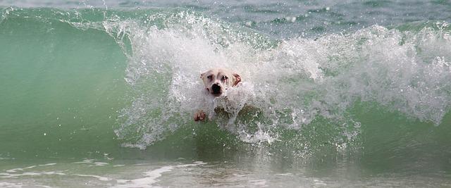 כלבים ומים – השפעות המים על כלבים והסביבה