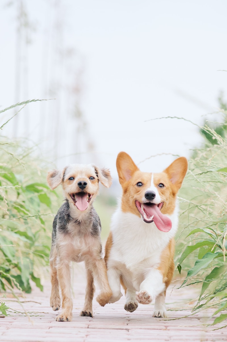 הידרותרפיה לכלבים- הסבר ויתרונות